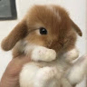 Meet your Posher, Bella